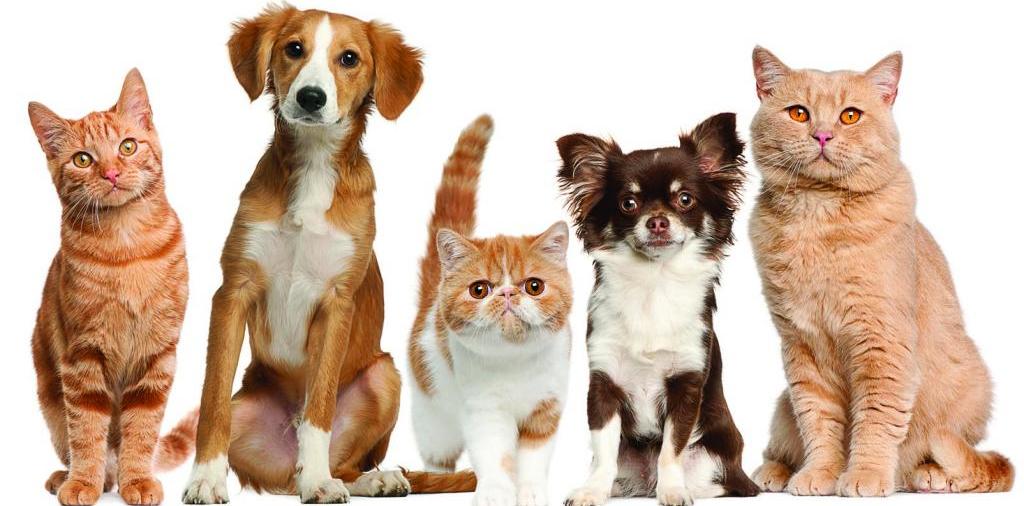 Доска объявлений о животных | ЗооТом - продажа, вязка и услуги для животных в Армавире