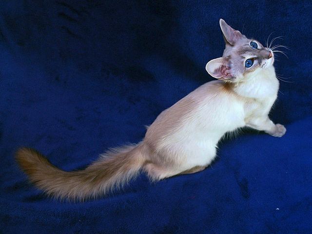 Выведенные породы кошек в Армавире | ЗооТом портал о животных