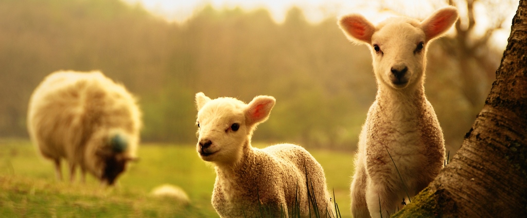 Объявления о сельскохозяйственных животных | ЗооТом - продажа, вязка и услуги для животных в Армавире