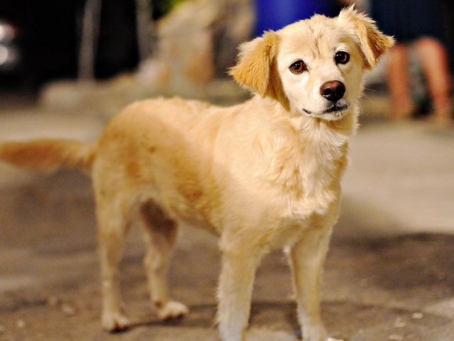 Породы собак в Армавире | ЗооТом портал о животных