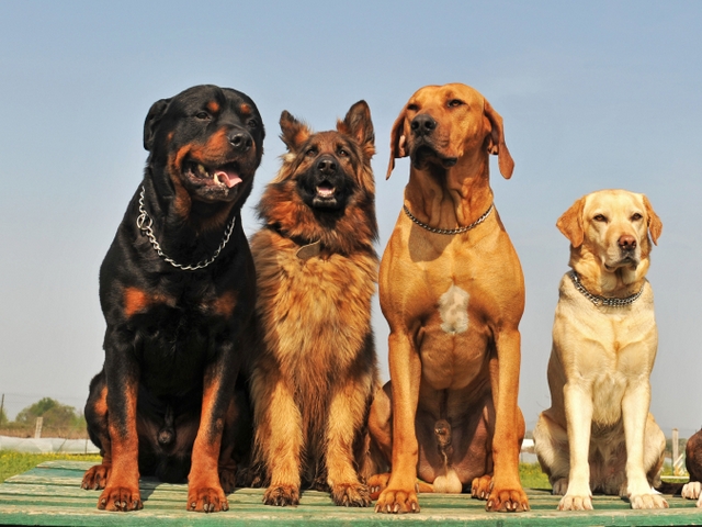 Крупные породы собак в Армавире | ЗооТом портал о животных
