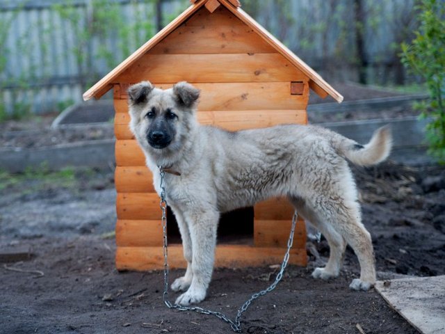 Все о собаках в Армавире Все о собаках в Армавире